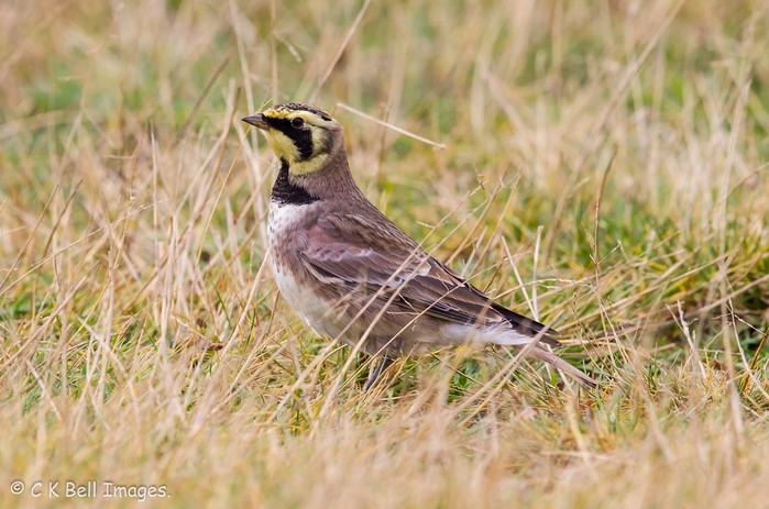 Shorelark