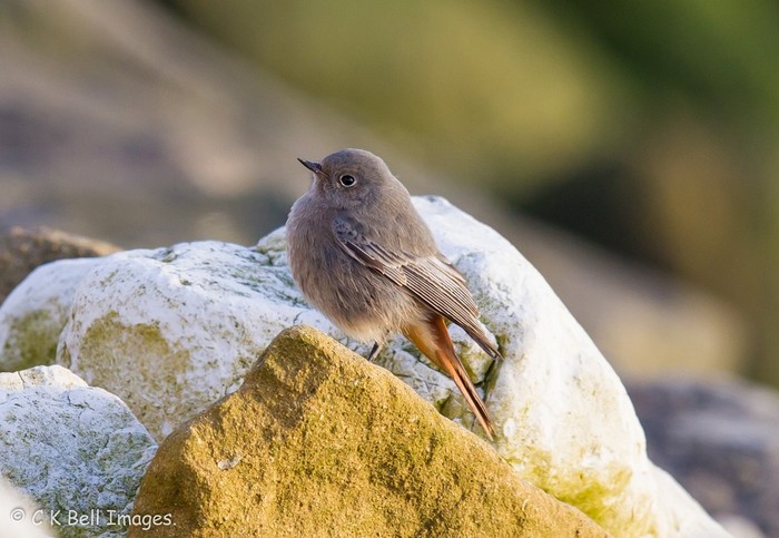 Black Redstart