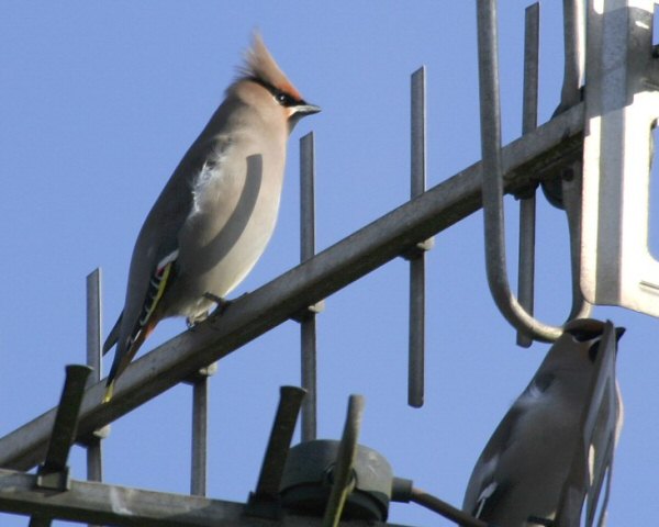 Waxwing