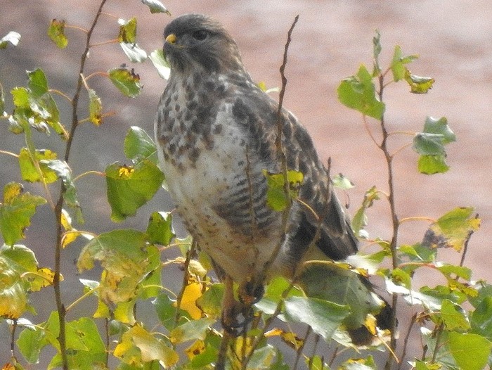 Buzzard