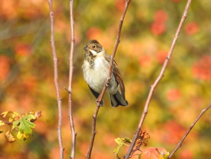 Reed Bunting