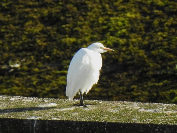 Cattle Egret