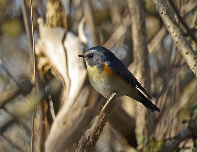 Red-flanked Bluetail