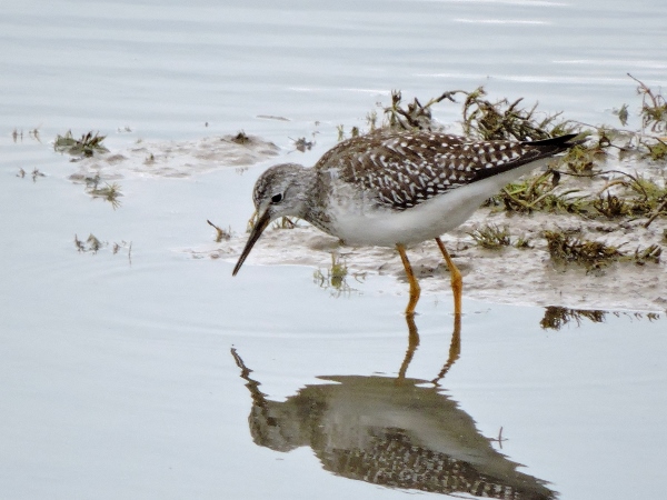 Lesser Yellowlegs