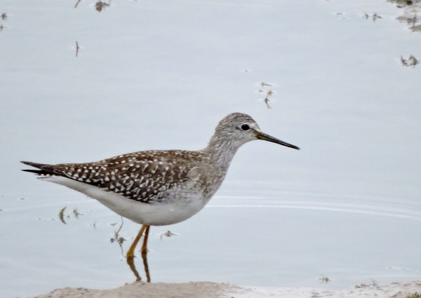 Lesser Yellowlegs