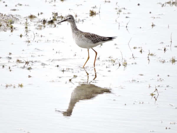 Lesser Yellowlegs