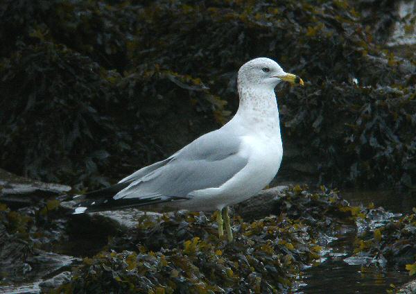 Ring-billed Gull
