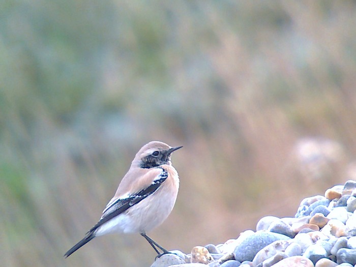 Desert Wheatear