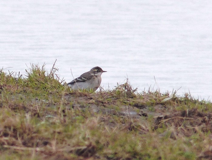 Eastern Yellow Wagtail