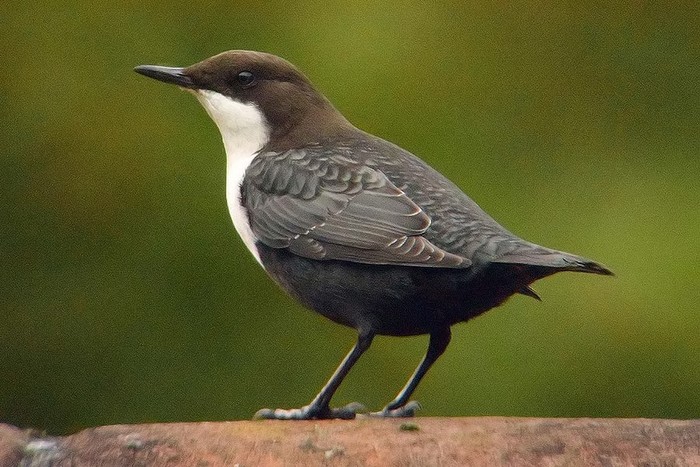 Black-bellied Dipper