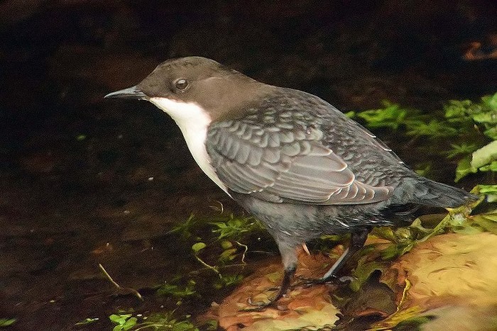 Black-bellied Dipper