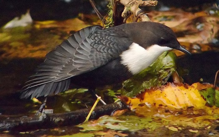 Black-bellied Dipper