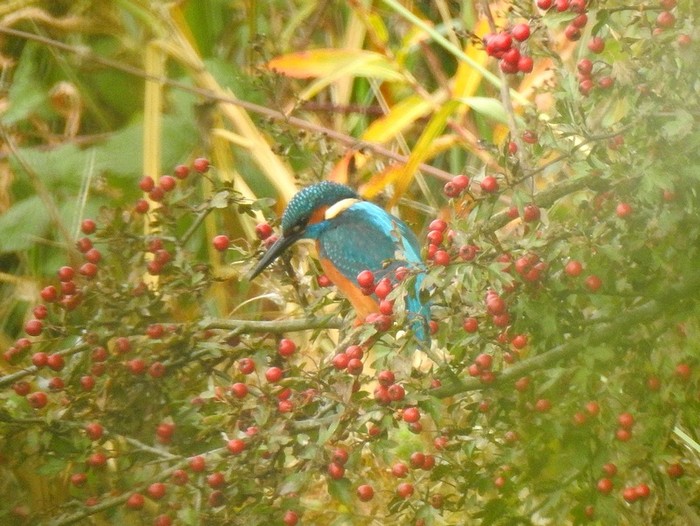Kingfisher