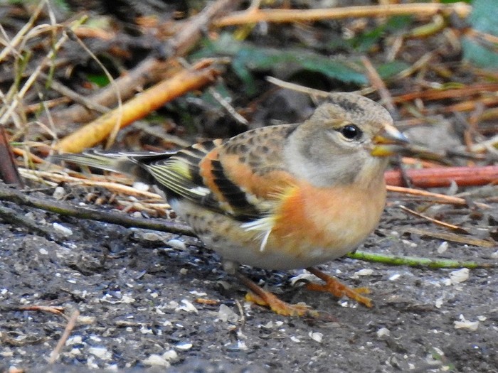 Brambling