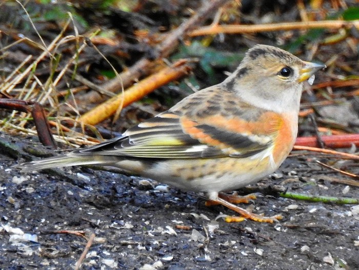 Brambling