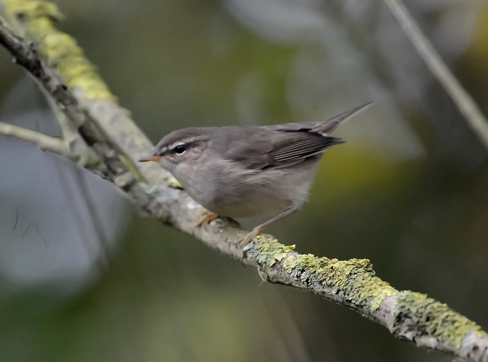 Dusky Warbler