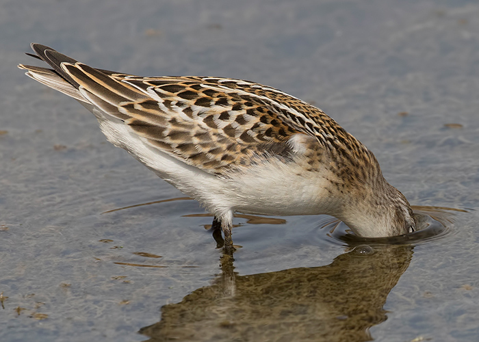 Little Stint