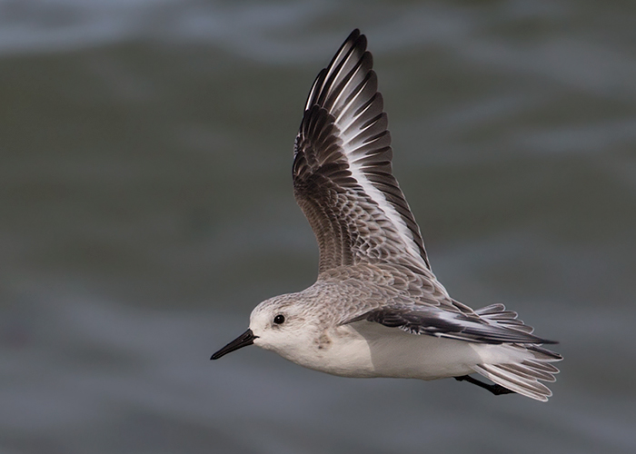 Sanderling