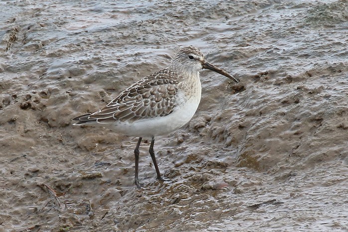 Curlew Sandpiper