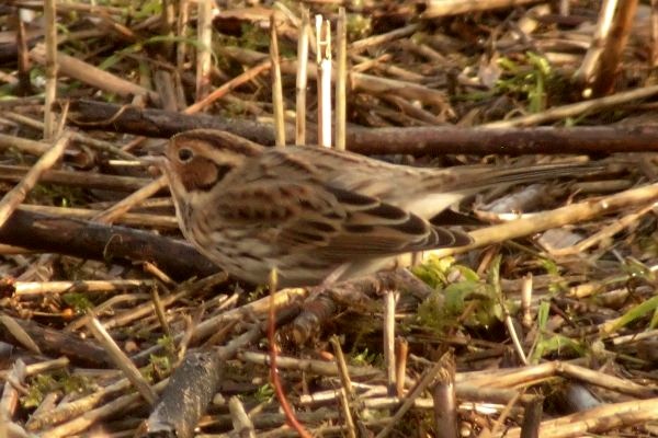 Little Bunting