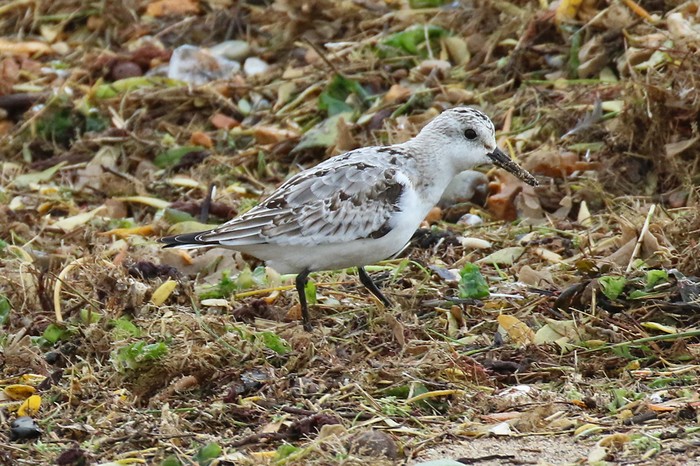 Sanderling