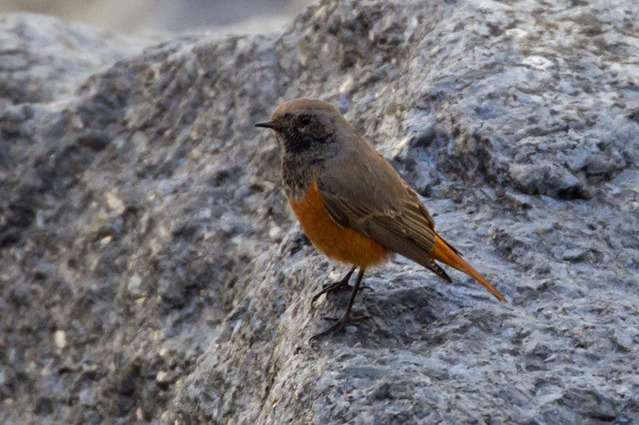 Eastern Black Redstart