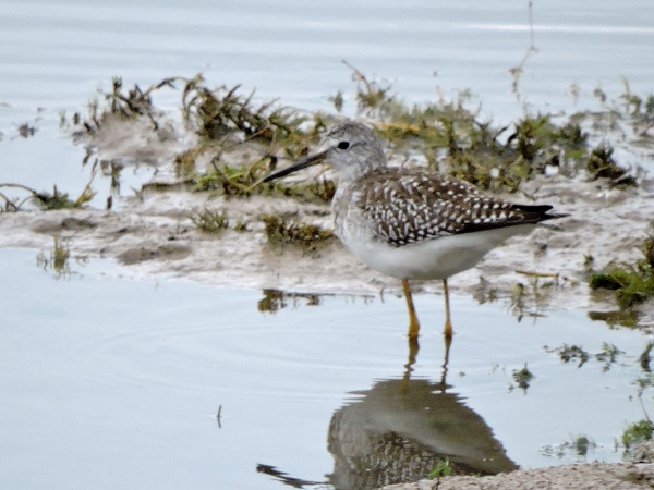 Lesser Yellowlegs