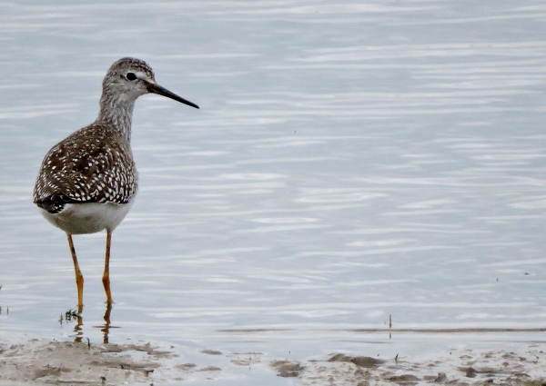 Lesser Yellowlegs