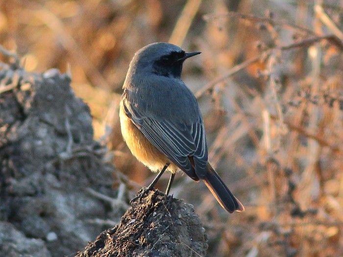 Eastern Black Redstart