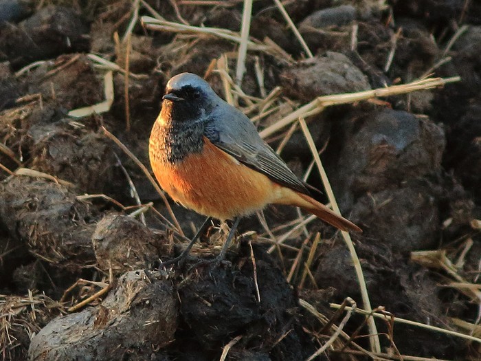 Eastern Black Redstart