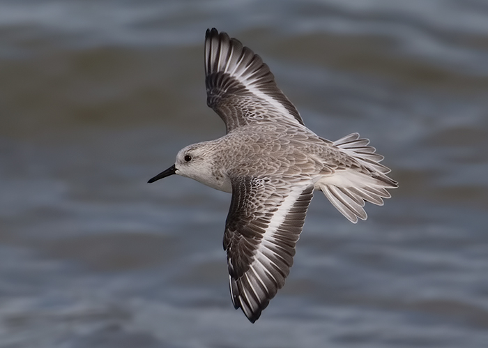 Sanderling