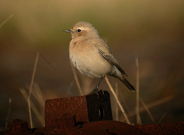 Desert Wheatear