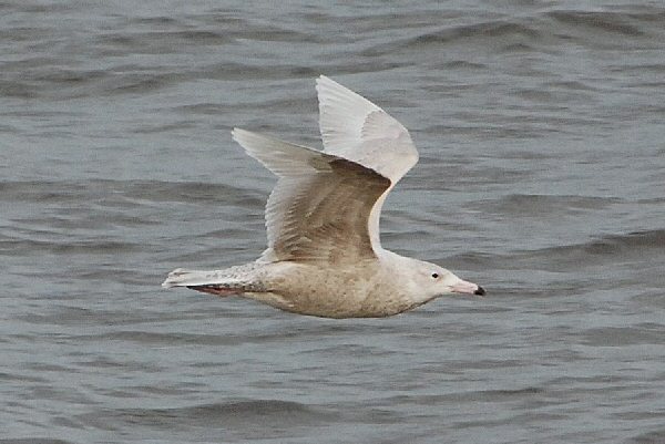 Glaucous Gull