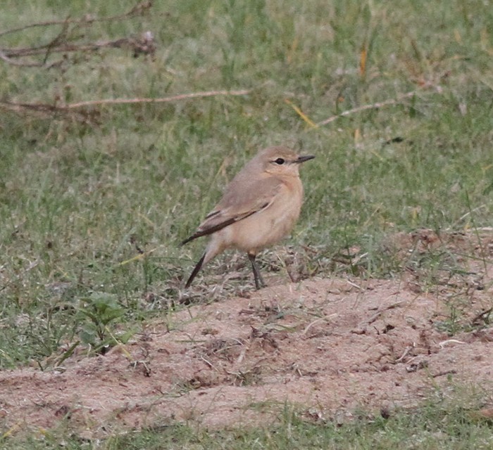Isabelline Wheatear