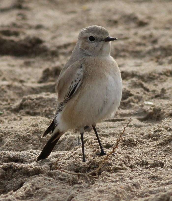 Desert Wheatear