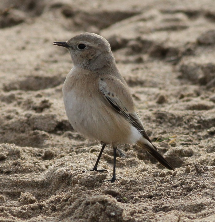 Desert Wheatear