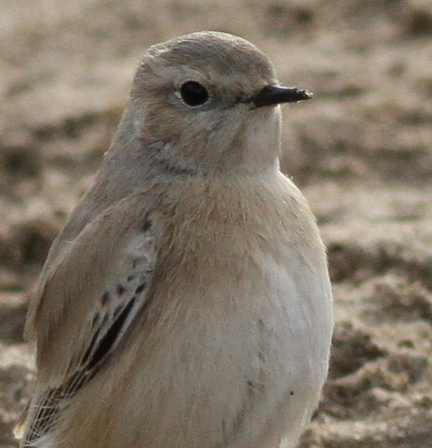 Desert Wheatear