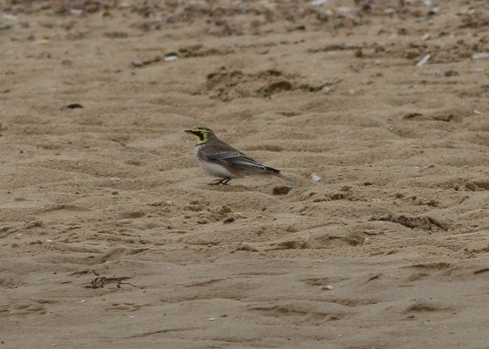 Shorelark