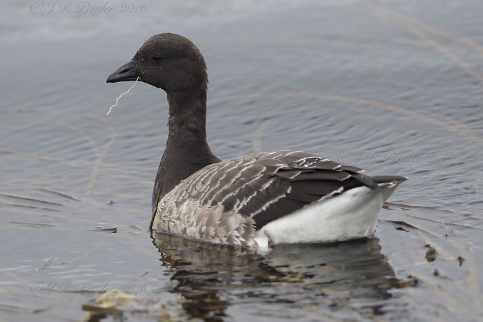 Brent Goose