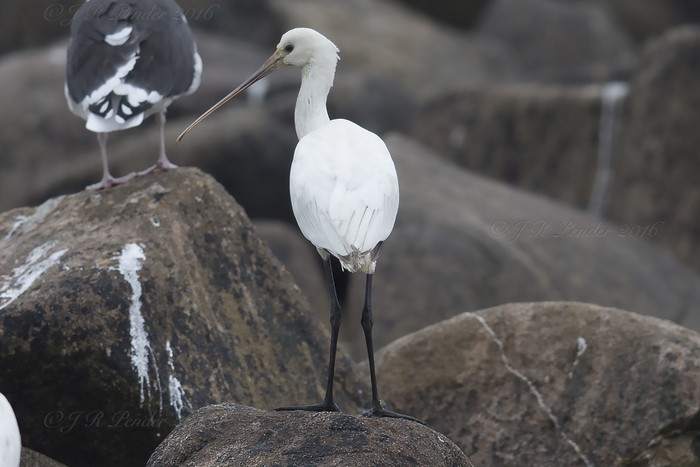 Spoonbill