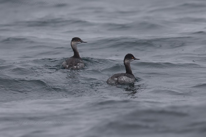 Black-necked Grebe