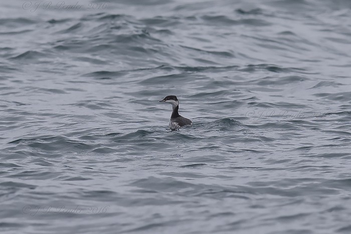 Slavonian Grebe