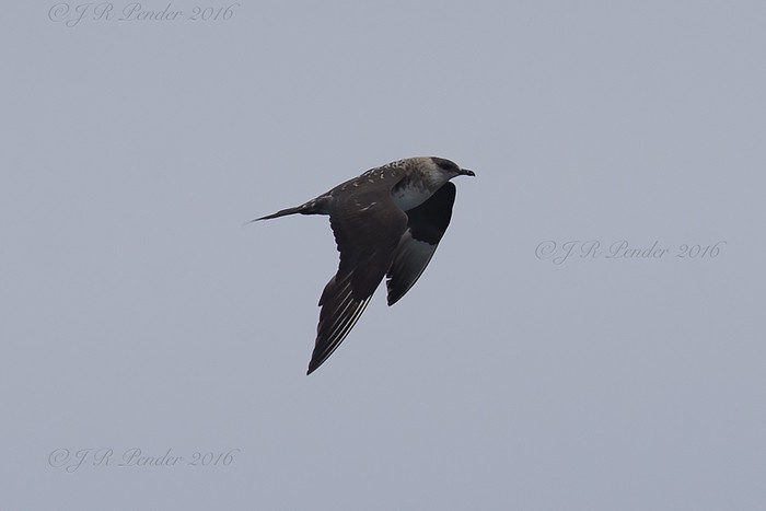 Arctic Skua
