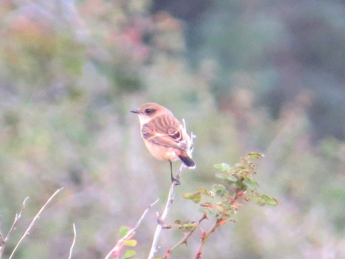 Stejneger's Stonechat