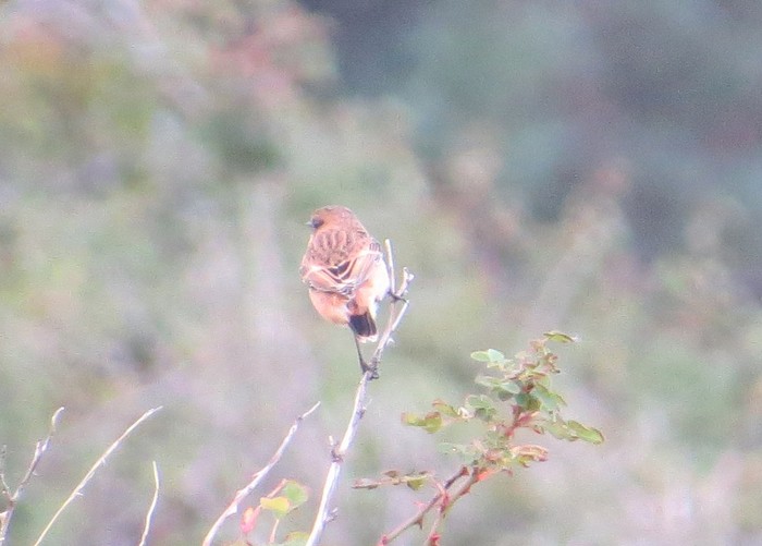 Stejneger's Stonechat