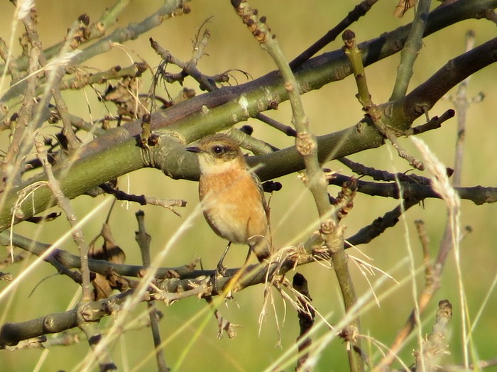 Stejneger's Stonechat