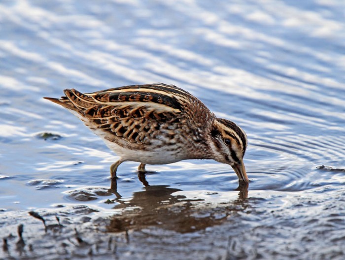 Jack Snipe