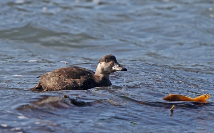 Common Scoter