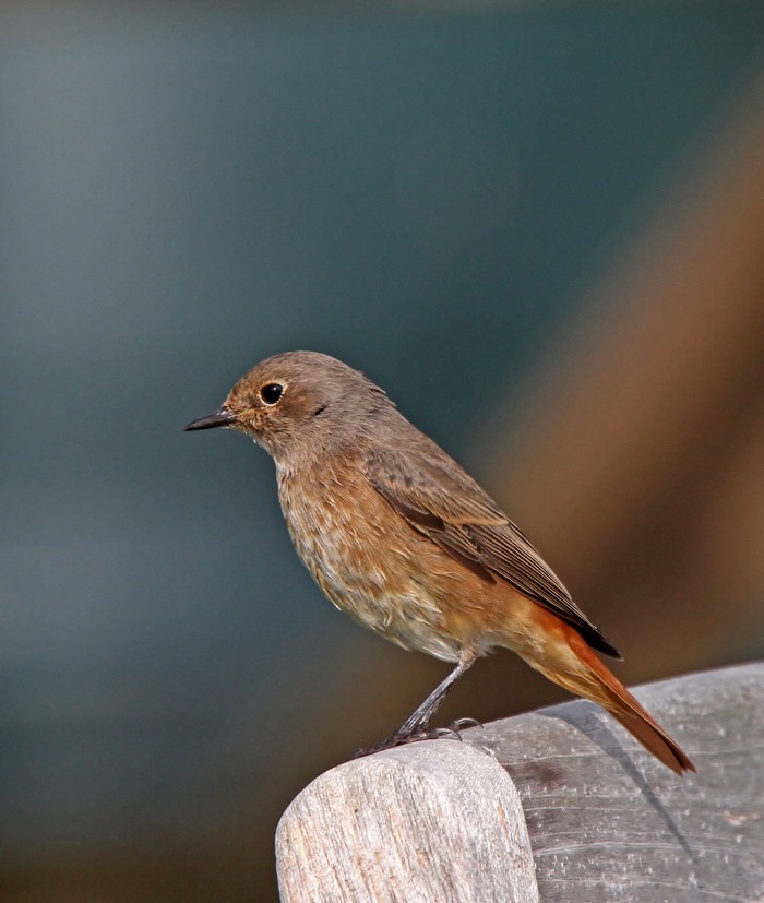 Redstart