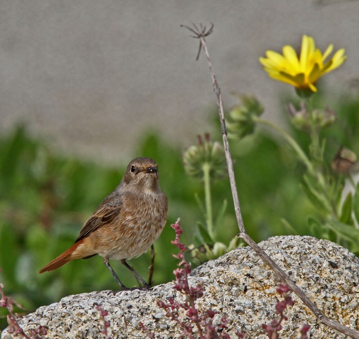 Redstart